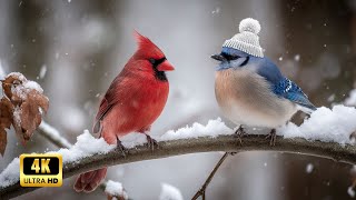 Gentle Bird Sounds | Calming Nature for Sleep and Relaxation