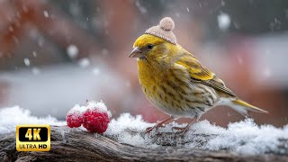 Bird Chirps at Sunset | Relaxing Sounds for Evening Meditation