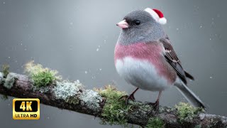 Birds Singing in the Forest | Tranquil Sounds for Stress Relief and Meditation