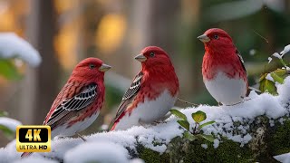 Birds Singing at Sunrise | Soothing Nature Sounds for Focus