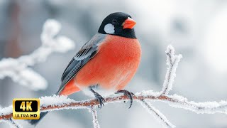 Bird Sounds for Sleep | Calm Nature Sounds to Help You Rest | Winter Forest.