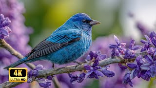 3 HOURS 😴 Deep Sleep Music with Bird Songs | Insomnia Relief & Spiritual Cleansing | Relaxing Music